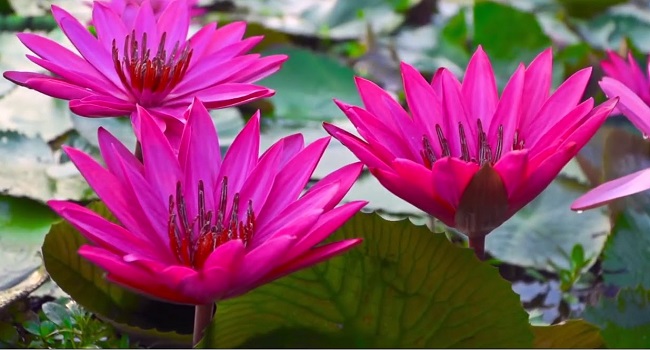 লাল শাপলার বিল