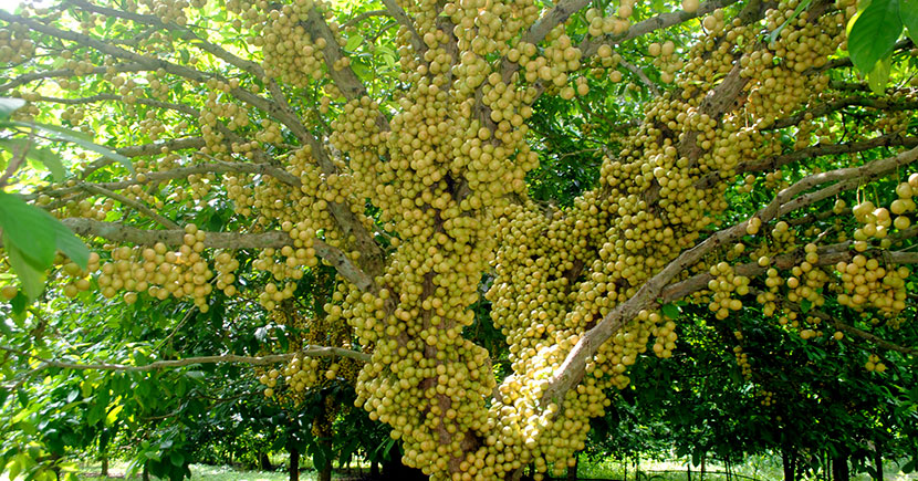 লটকন বাগান
