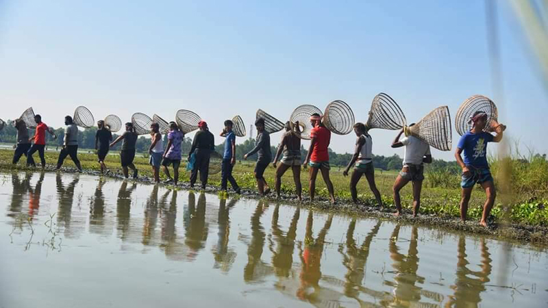 পলো বাইছ উৎসব