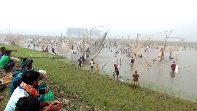 পলো বাইছ উৎসব