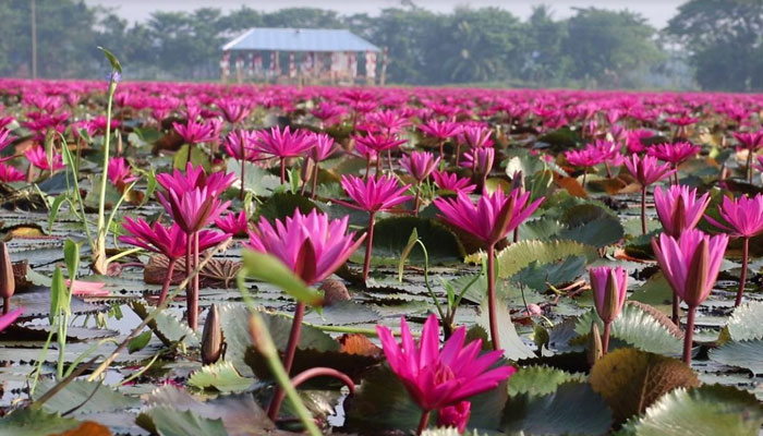 লাল শাপলার বিল